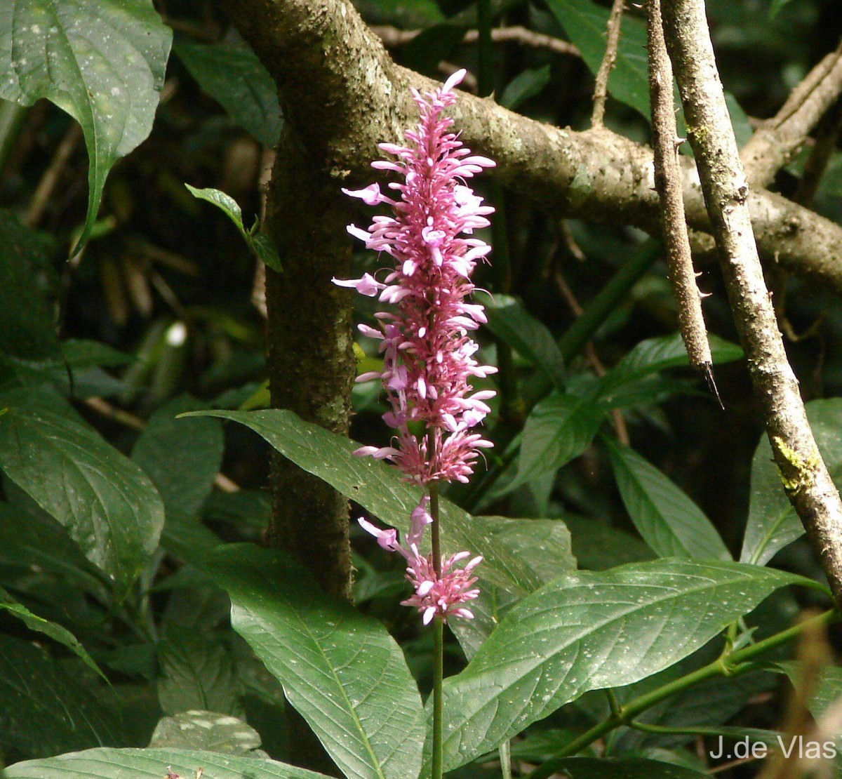 Odontonema callistachyum (Schltdl. & Cham.) Kuntze